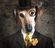 chien-haut-de-forme-2