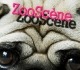 visuel-zooscene-2